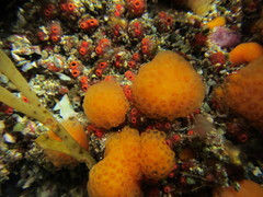 Pseudodistoma novaezelandiae