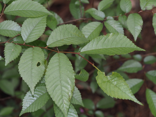 Ulmus changii