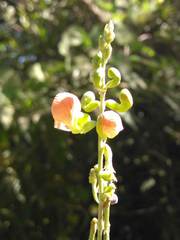 Macroptilium erythroloma