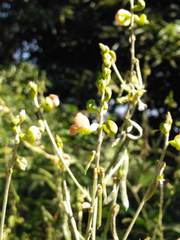 Macroptilium erythroloma