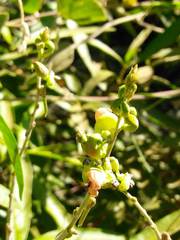 Macroptilium erythroloma