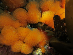 Pseudodistoma novaezelandiae