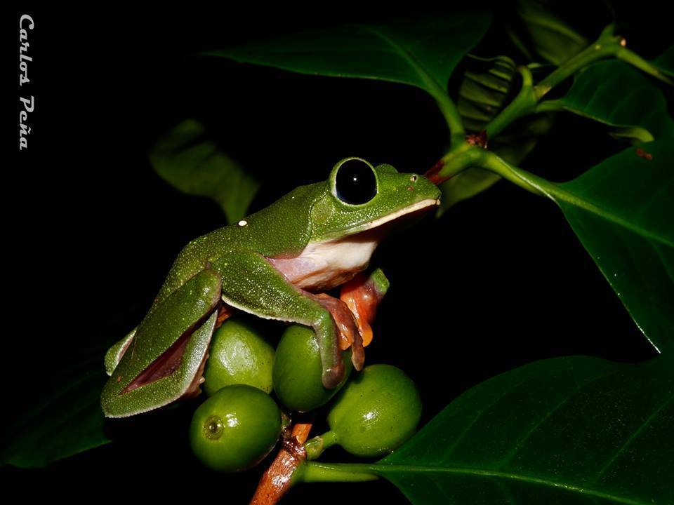 Black-Eyed Leaf Frog