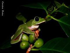 Agalychnis moreletii