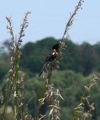 Euplectes albonotatus