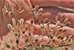Lomatium laevigatum