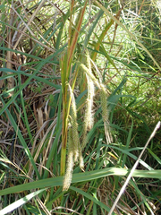 Carex ternaria