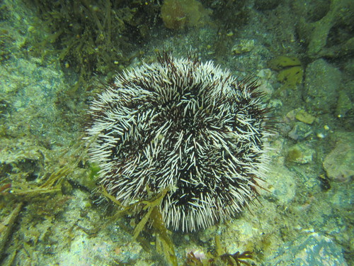 Collector Urchin, photo 5 of 10