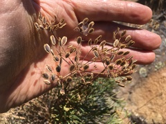 Lomatium laevigatum