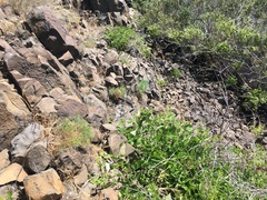 Lomatium laevigatum