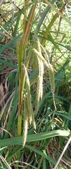 Carex ternaria