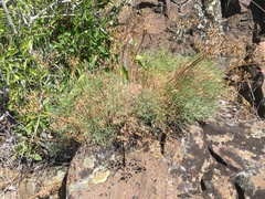 Lomatium laevigatum