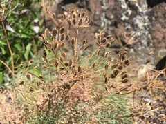 Lomatium laevigatum