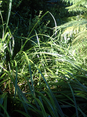 Carex ternaria