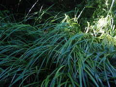 Carex ternaria
