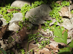 Floerkea proserpinacoides