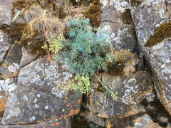 Lomatium laevigatum