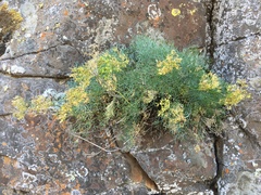 Lomatium laevigatum