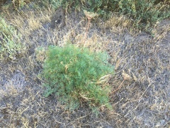 Lomatium laevigatum