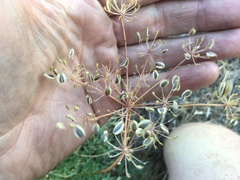 Lomatium laevigatum
