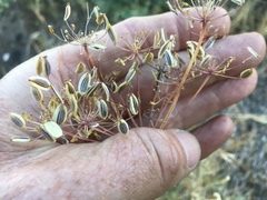 Lomatium laevigatum