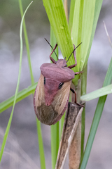 Chalcopis glandulosa
