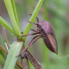 Chalcopis glandulosa