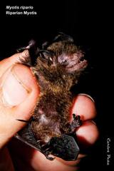 Myotis riparius