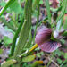 Carmichaelia corrugata - Photo (c) John Barkla, μερικά δικαιώματα διατηρούνται (CC BY), uploaded by John Barkla