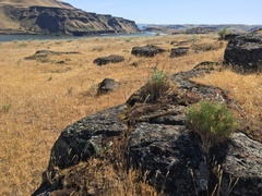 Lomatium laevigatum