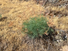Lomatium laevigatum