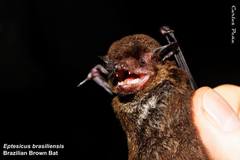 Eptesicus brasiliensis
