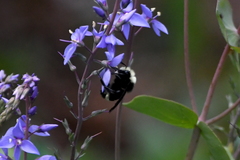 Bombus vandykei