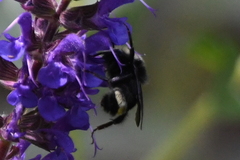 Bombus vandykei