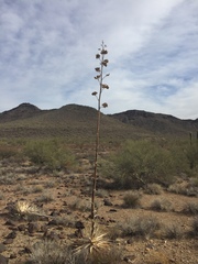 Agave simplex