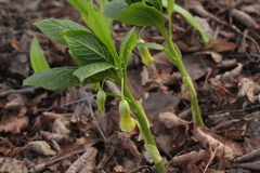 Scopolia caucasica