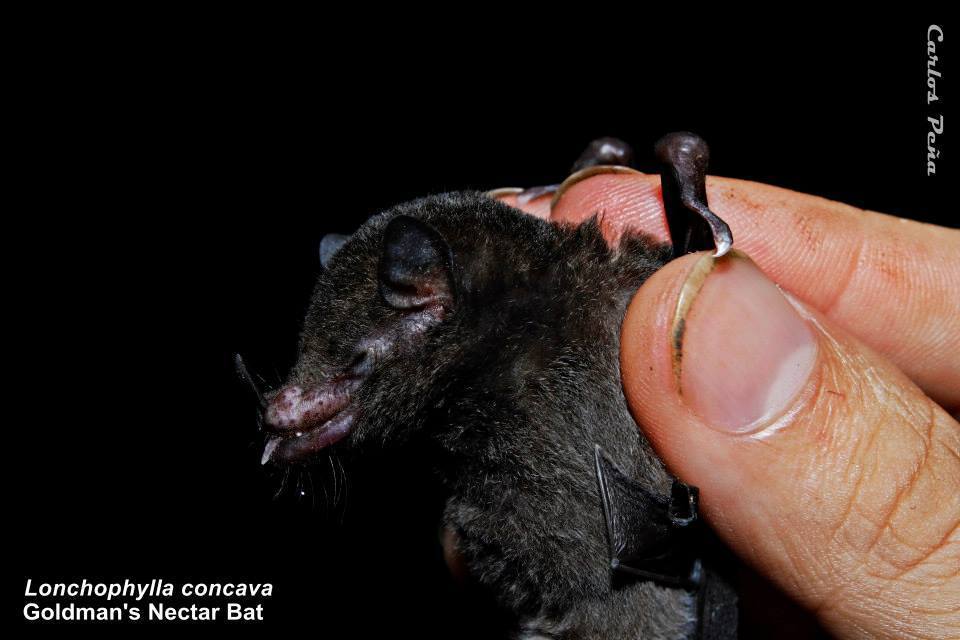 Goldman's Nectar Bat
