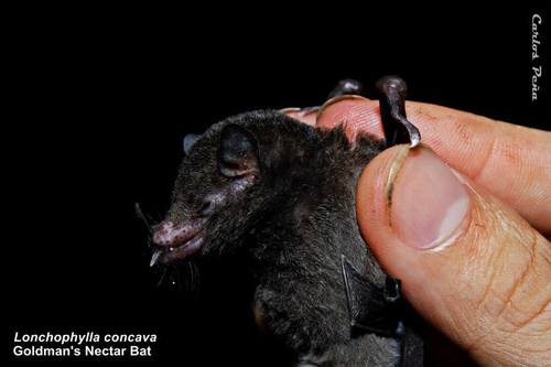 Goldman's Nectar Bat (Lonchophylla concava) — Least Concern Mammalia