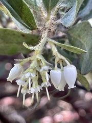 Arctostaphylos nortensis