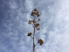 Agave simplex