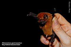 Pteronotus gymnonotus