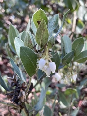 Arctostaphylos nortensis