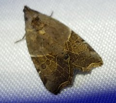 Gonodes liquida
