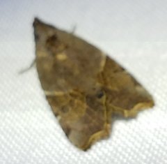 Gonodes liquida