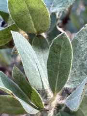 Arctostaphylos nortensis