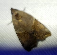 Gonodes liquida