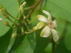 Wrightia arborea