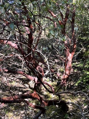 Arctostaphylos nortensis