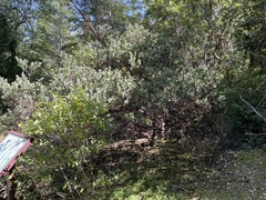 Arctostaphylos nortensis