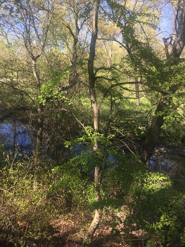 Prunus × yedoensis, photograph 5
